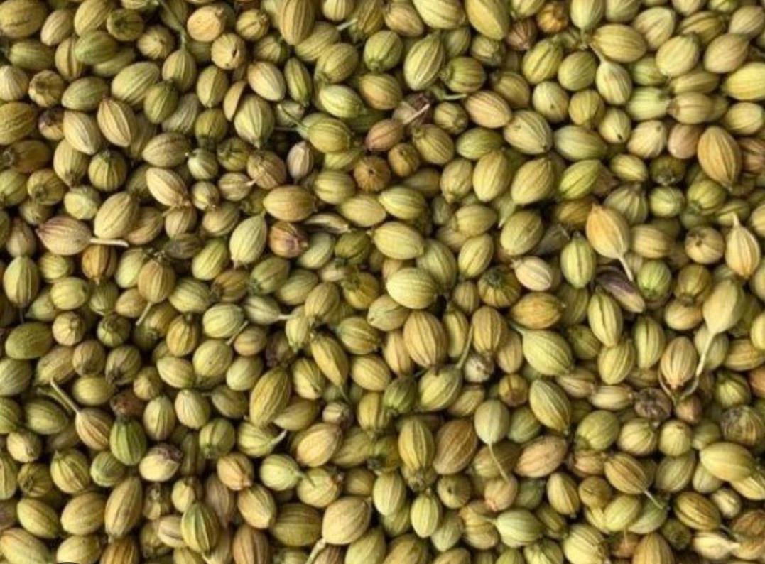 DHANIA